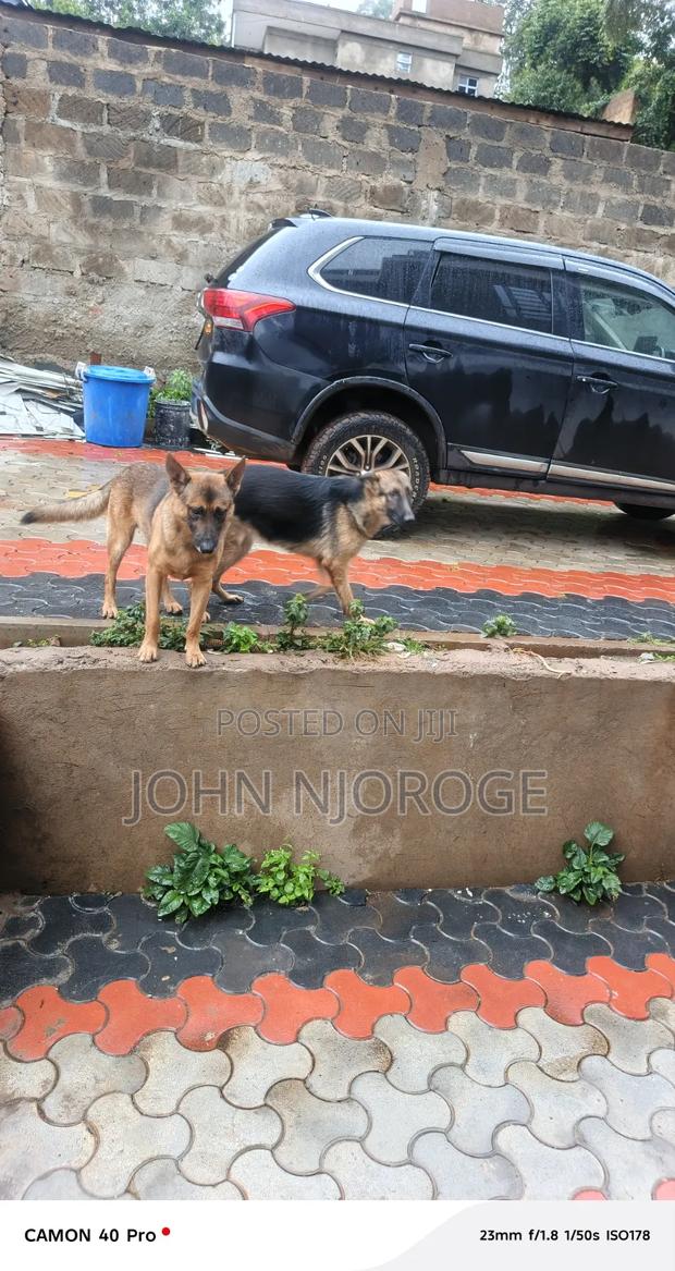 3-6 months Female Purebred German Shepherd