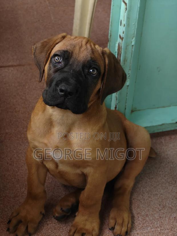 1-3 months Male Purebred Boerboel