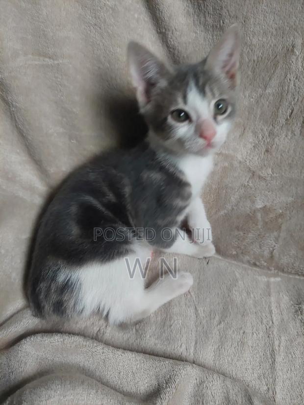 1-3 months Male Purebred American Shorthair - thumbnail 2