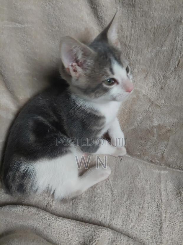 1-3 months Male Purebred American Shorthair - thumbnail 3