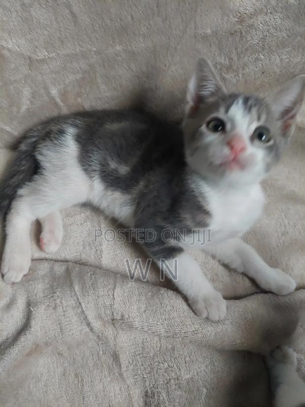 1-3 months Male Purebred American Shorthair - thumbnail 4