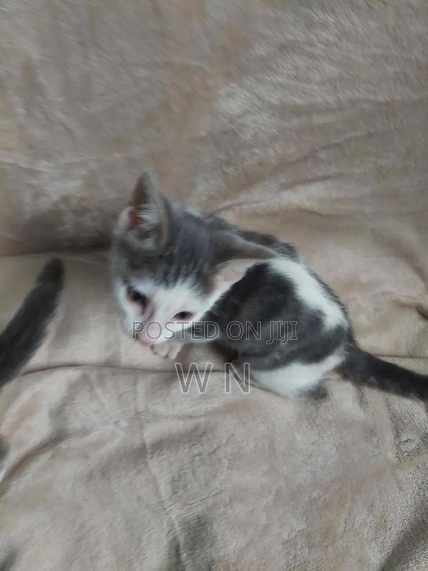 1-3 months Male Purebred American Shorthair - thumbnail 5