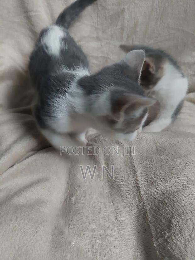 1-3 months Male Purebred American Shorthair - thumbnail 8