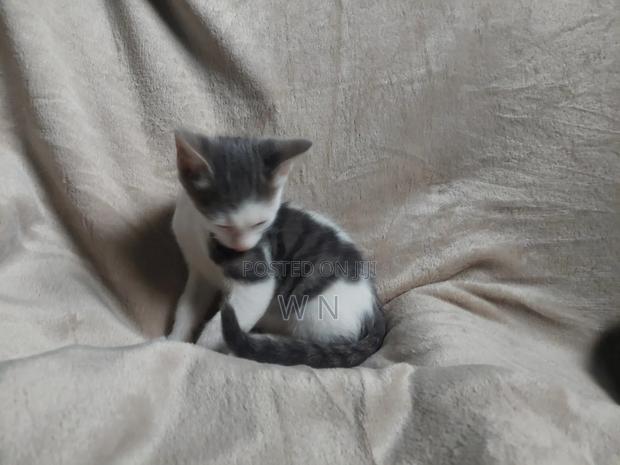 1-3 months Male Purebred American Shorthair - thumbnail 9