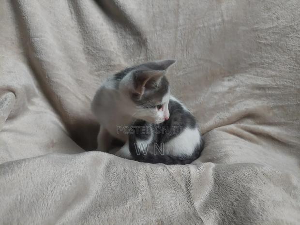 1-3 months Male Purebred American Shorthair - thumbnail 10