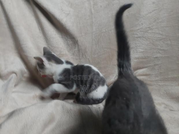 1-3 months Male Purebred American Shorthair - thumbnail 11