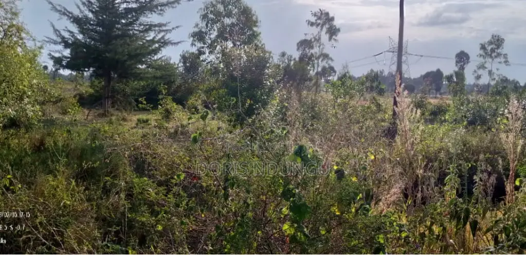 Land and Plot