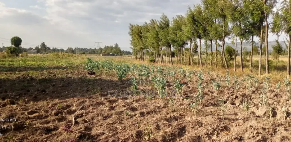 Land and Plot