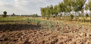 Land and Plot