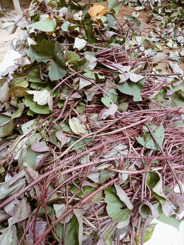 Purple Sweet Potato Vines