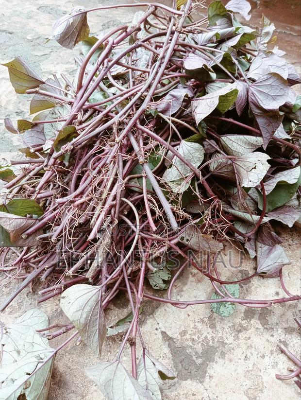 Purple Sweet Potato Vines - thumbnail 2