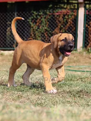 1-3 months Female Purebred Boerboel