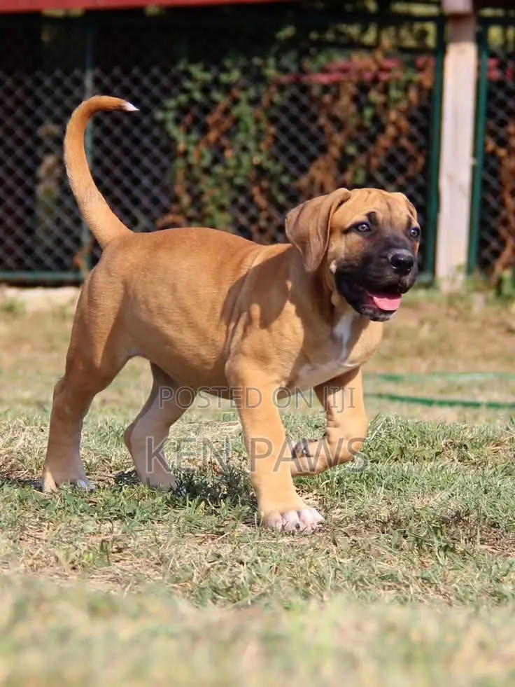 1-3 months Female Purebred Boerboel