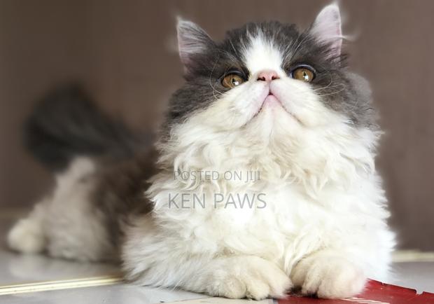 1-3 months Male Purebred Persian - thumbnail 5