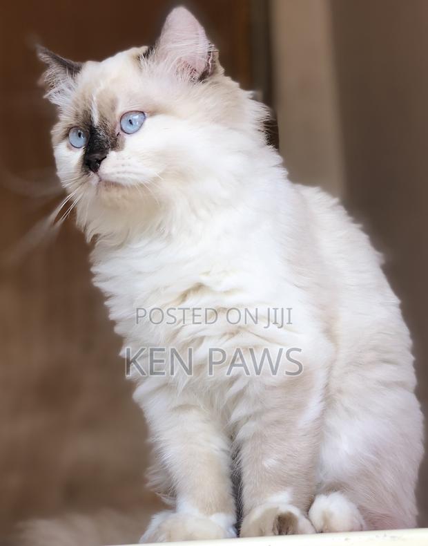 1-3 months Male Purebred Persian - thumbnail 2