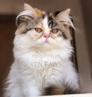 1-3 months Male Purebred Persian