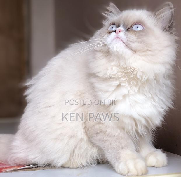 1-3 months Male Purebred Persian - thumbnail 3