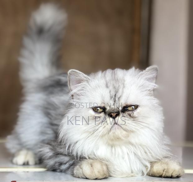 1-3 months Male Purebred Persian - thumbnail 4
