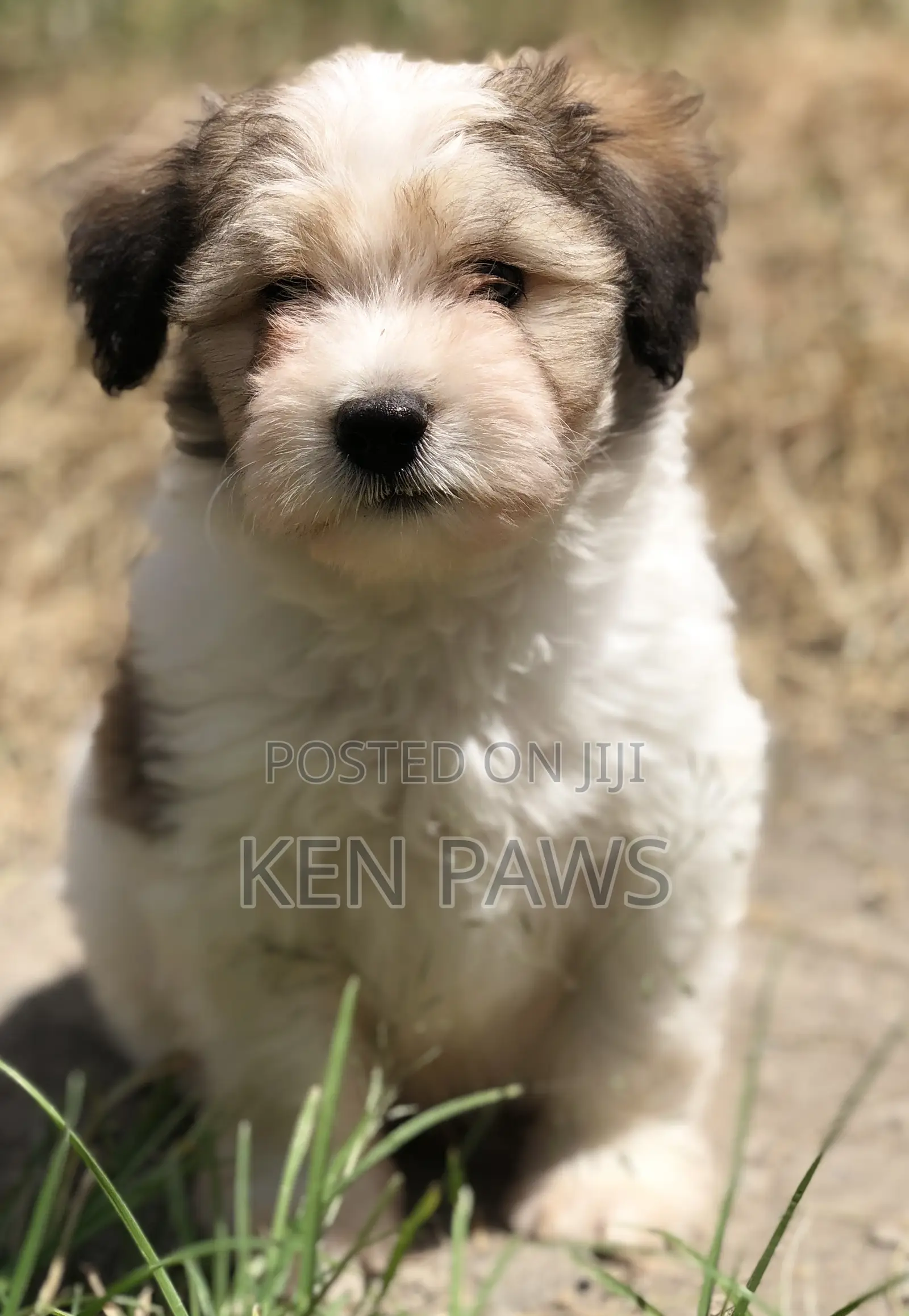 1-3 months Male Purebred Havanese
