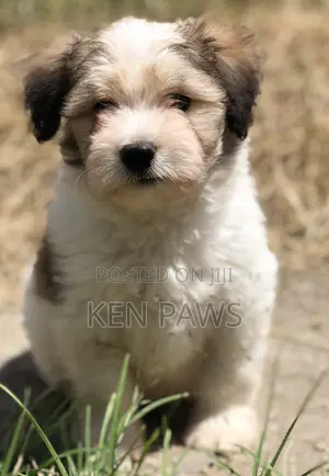 1-3 months Male Purebred Havanese