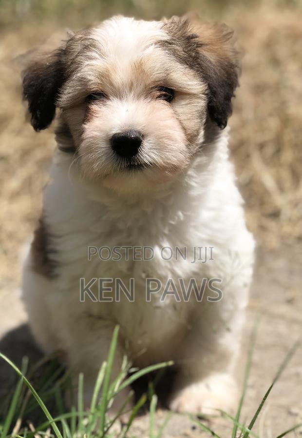 1-3 months Male Purebred Havanese - thumbnail 6
