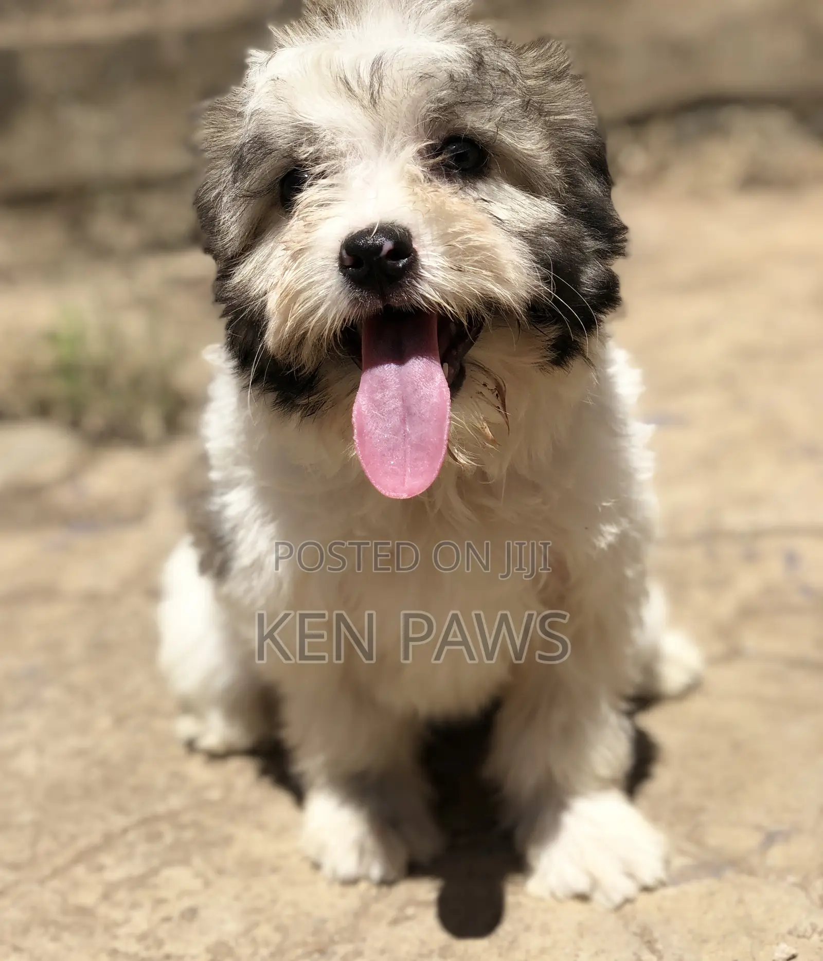 1-3 months Male Purebred Havanese