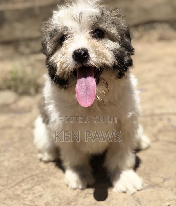 1-3 months Male Purebred Havanese - thumbnail 8