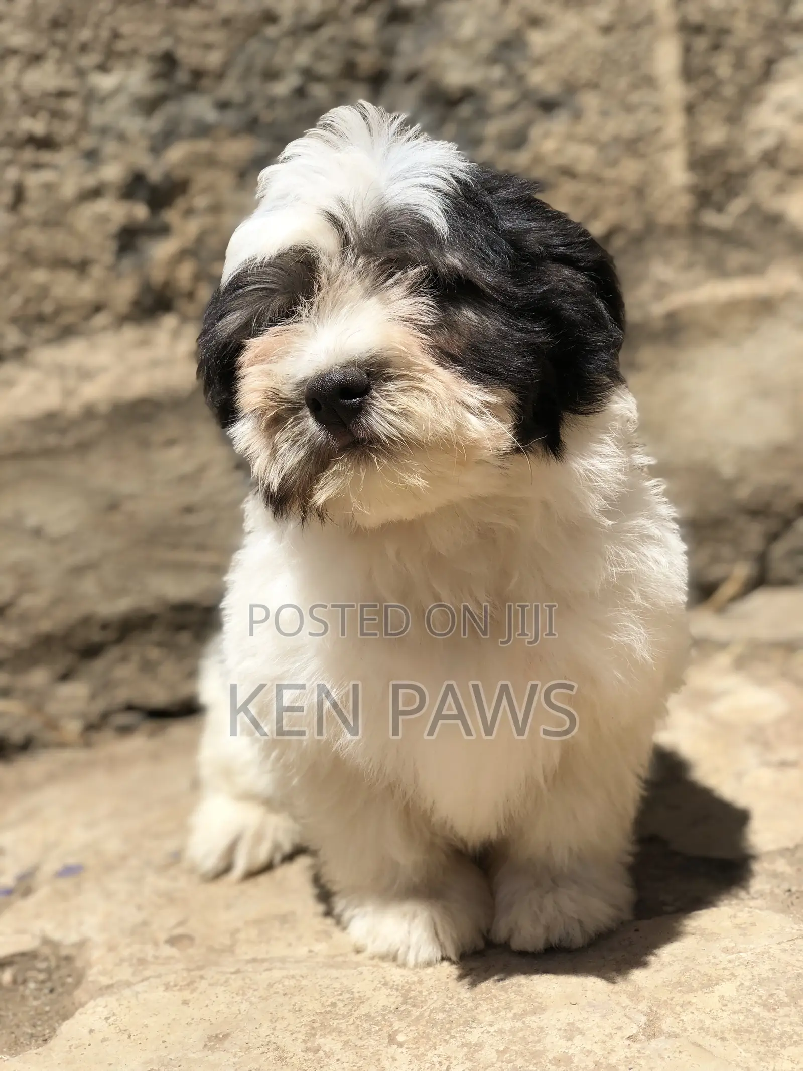 1-3 months Male Purebred Havanese