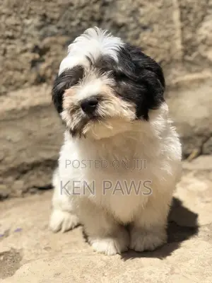 1-3 months Male Purebred Havanese
