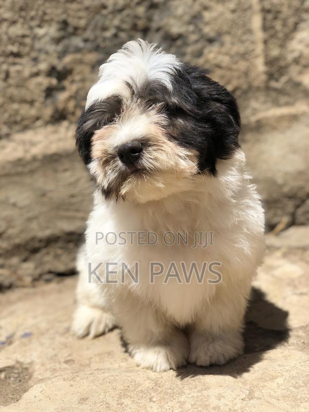 1-3 months Male Purebred Havanese - thumbnail 7