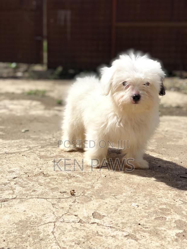 1-3 months Male Purebred Havanese - thumbnail 2