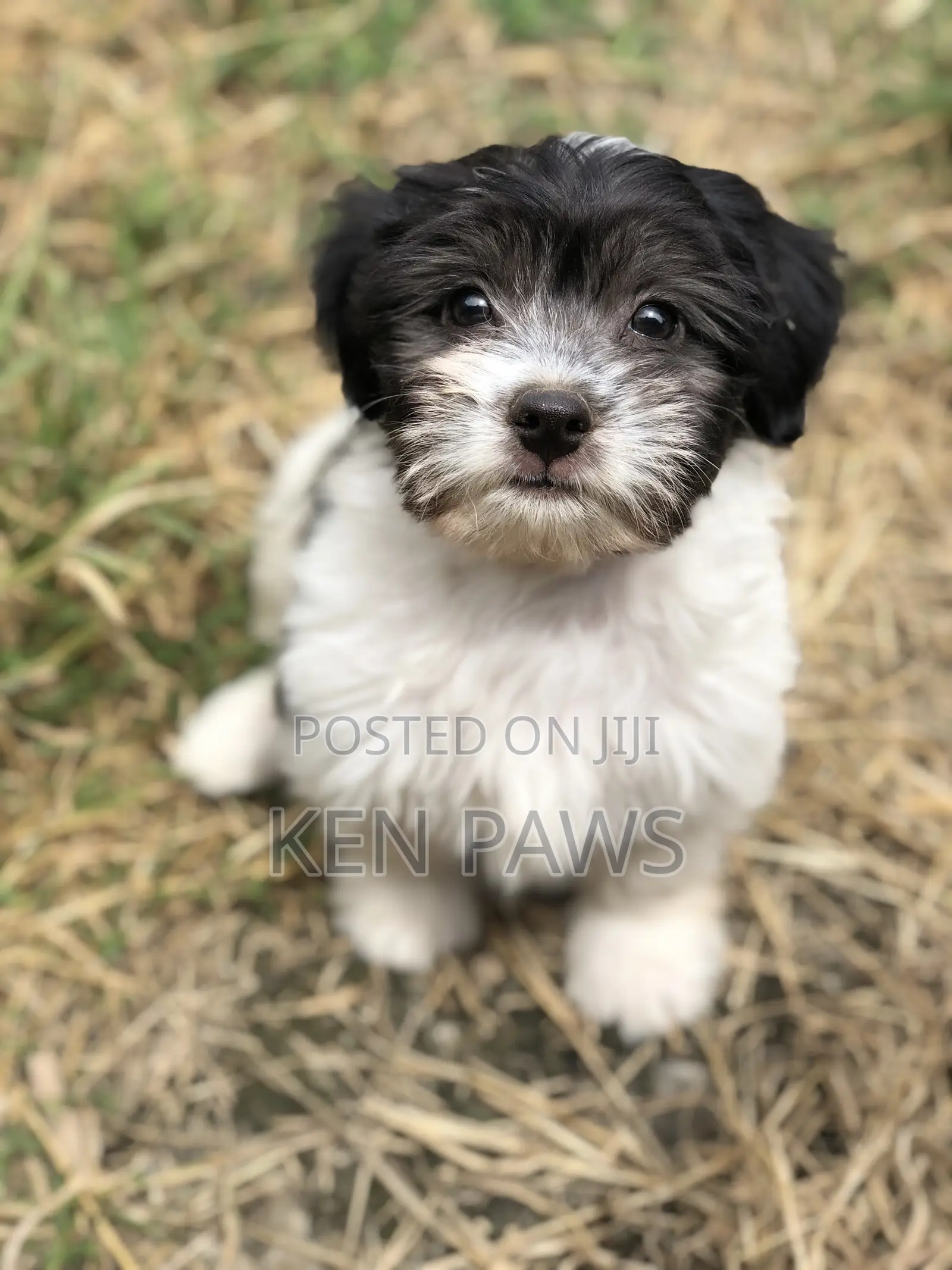 1-3 months Male Purebred Havanese