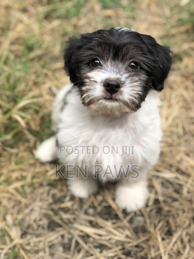 1-3 months Male Purebred Havanese - thumbnail 9