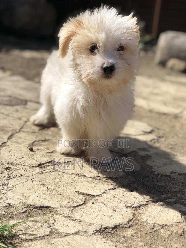 1-3 months Male Purebred Havanese