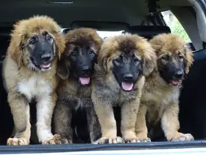 1-3 months Male Purebred Caucasian Shepherd