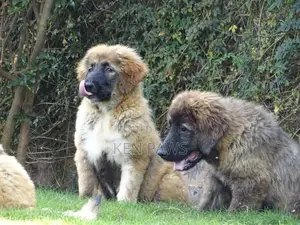 1-3 months Male Purebred Caucasian Shepherd