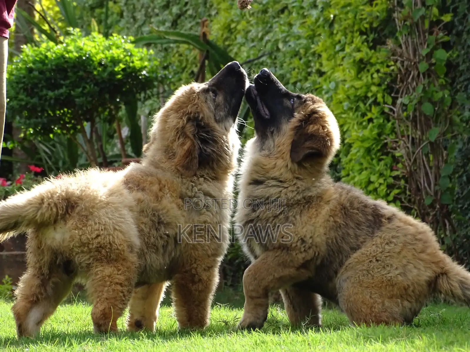 1-3 months Male Purebred Caucasian Shepherd