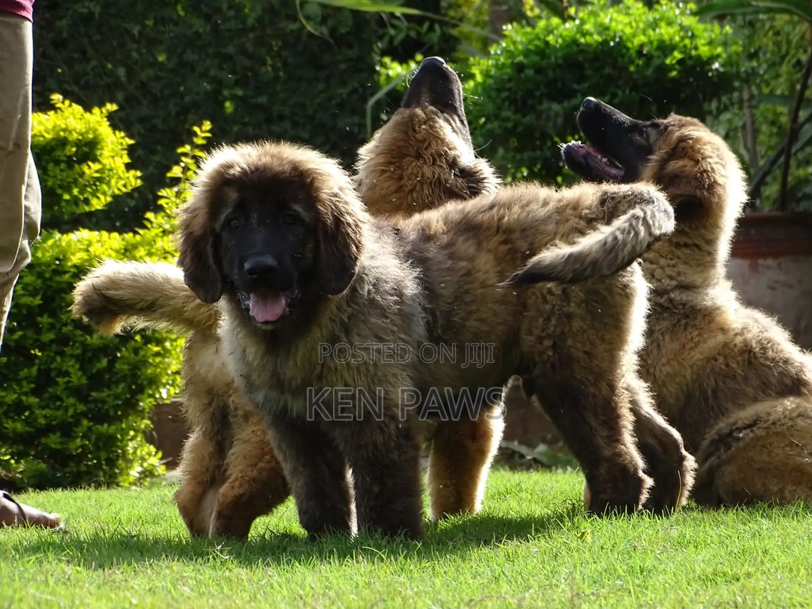 1-3 months Male Purebred Caucasian Shepherd