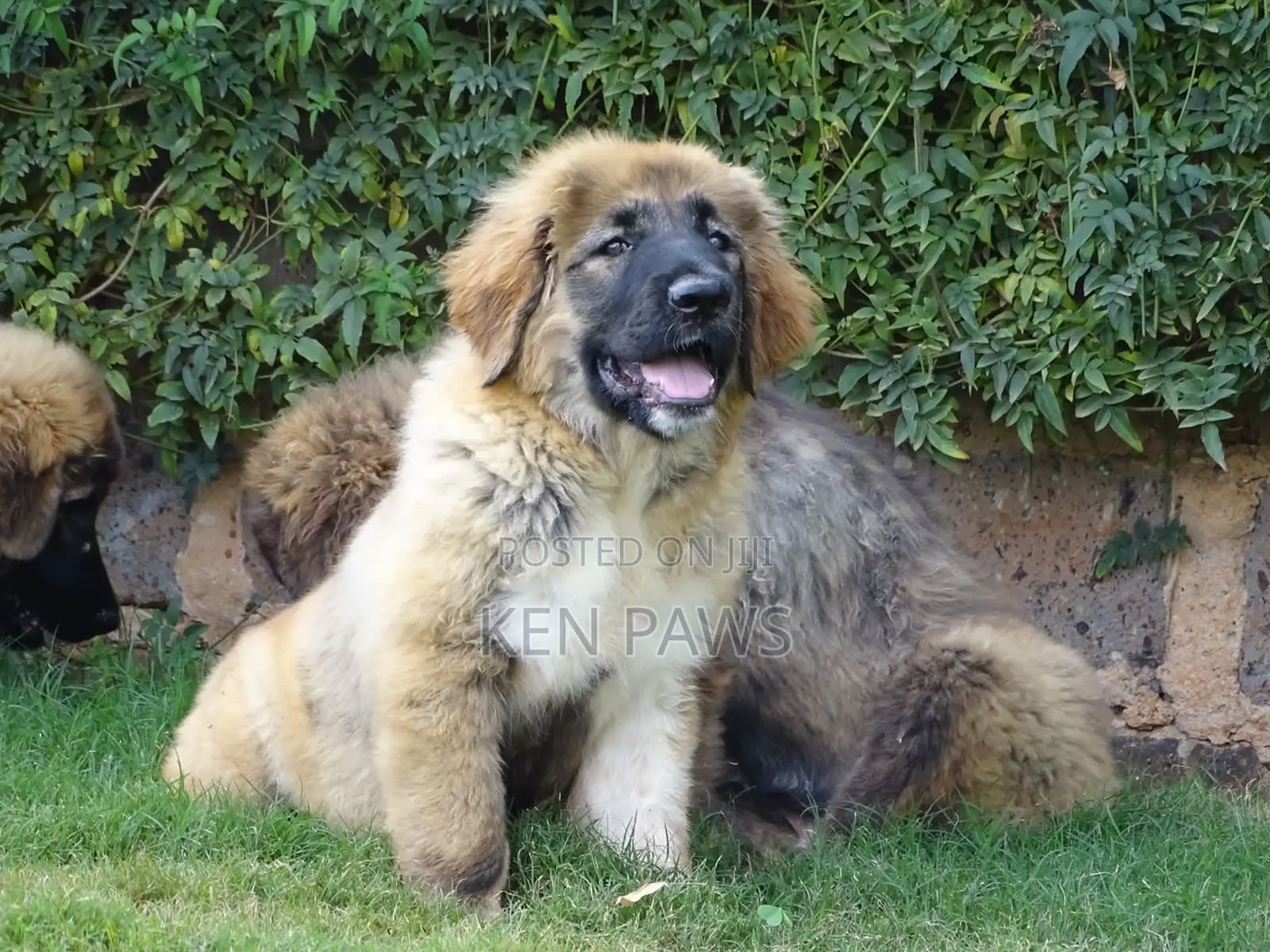 1-3 months Male Purebred Caucasian Shepherd
