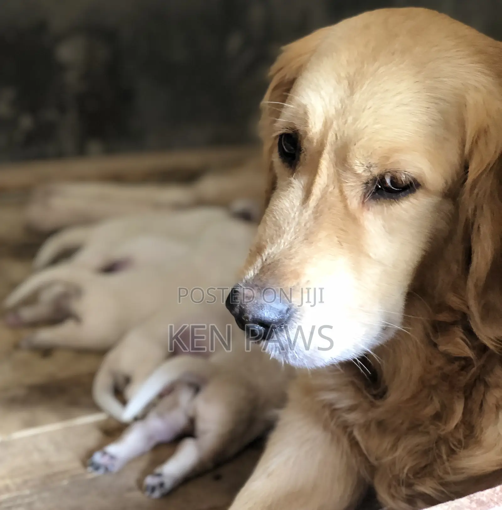 1-3 months Male Purebred Golden Retriever