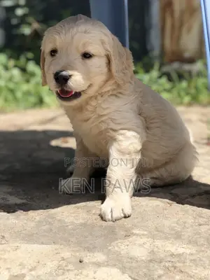 1-3 months Male Purebred Golden Retriever
