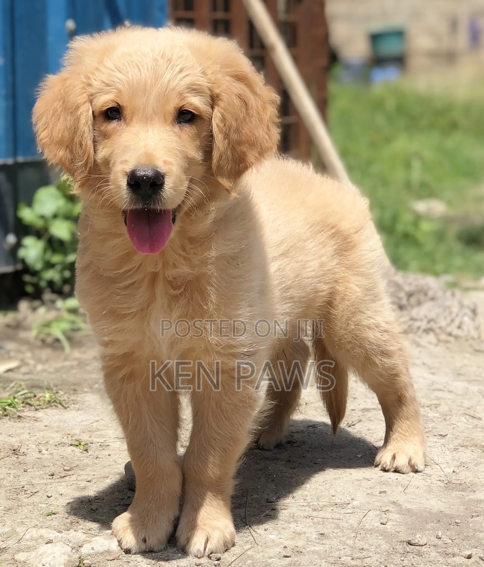 1-3 months Male Purebred Golden Retriever