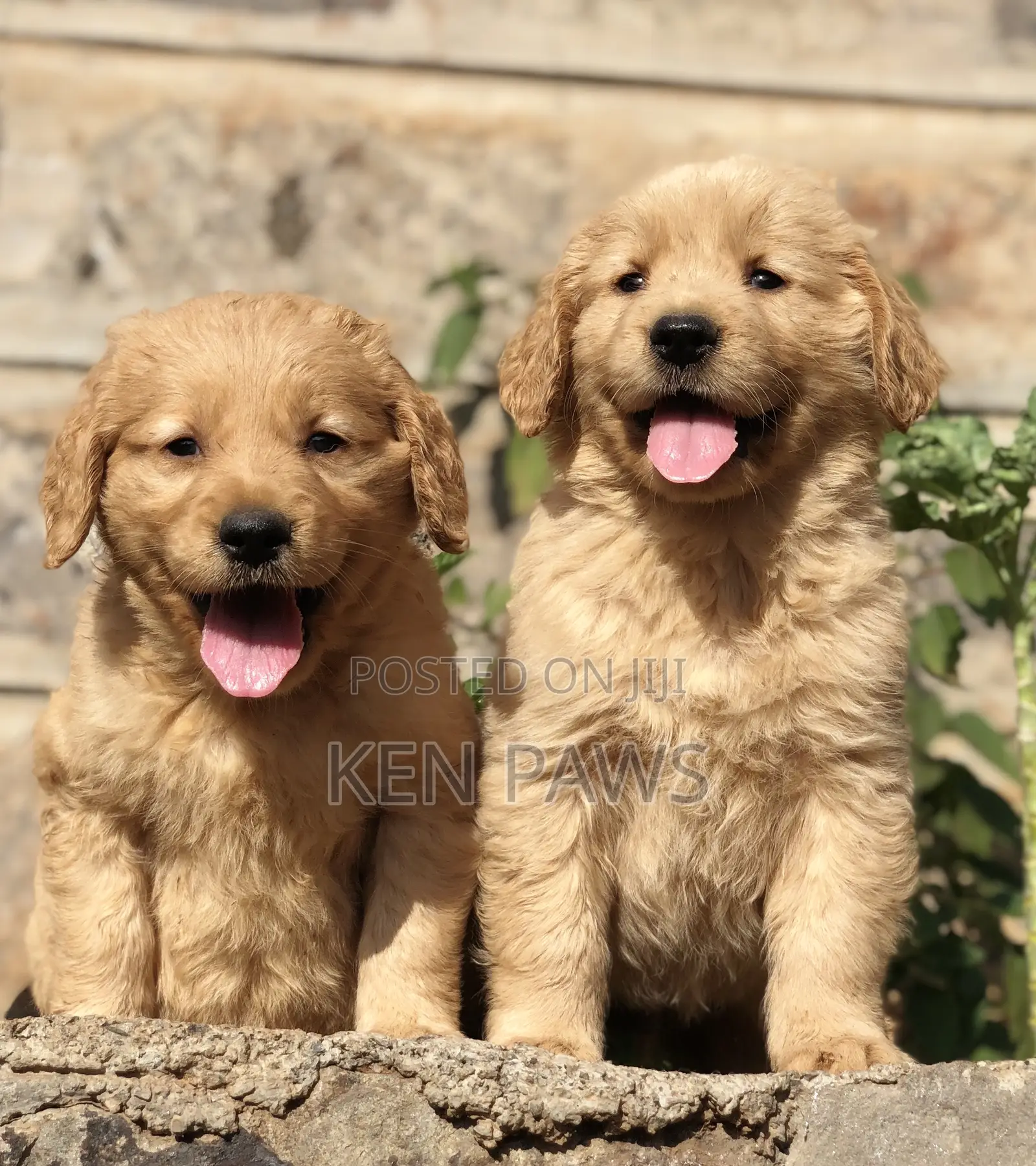 1-3 months Male Purebred Golden Retriever