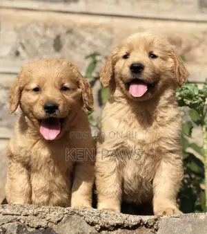 1-3 months Male Purebred Golden Retriever