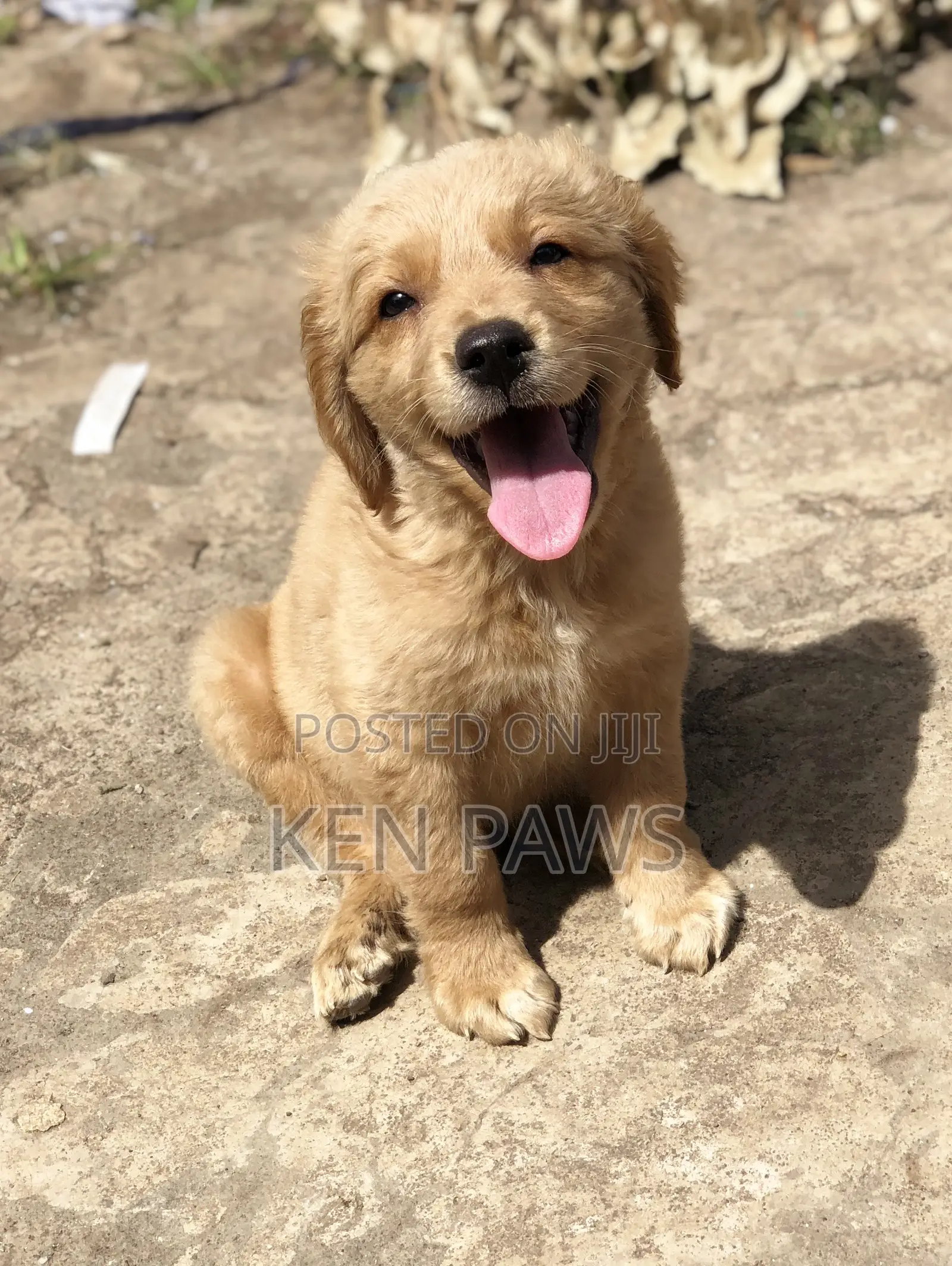1-3 months Male Purebred Golden Retriever