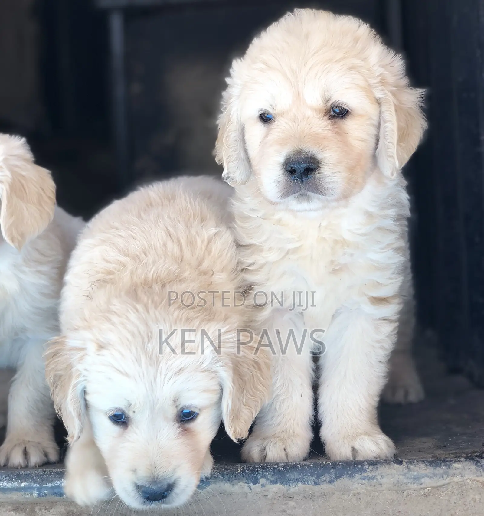1-3 months Male Purebred Golden Retriever