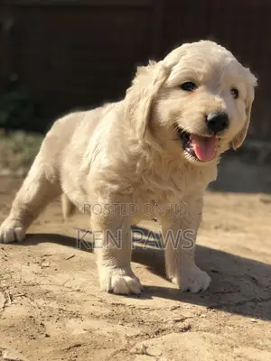 1-3 months Male Purebred Golden Retriever
