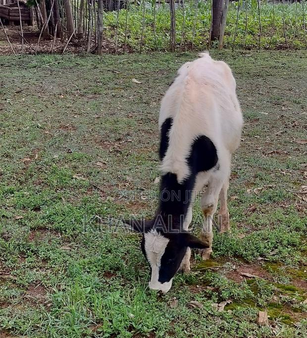Male Calf for Sale