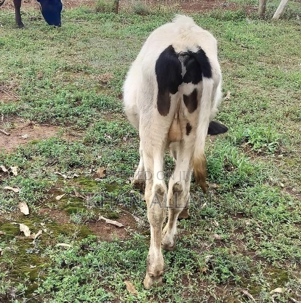 Male Calf for Sale - thumbnail 2