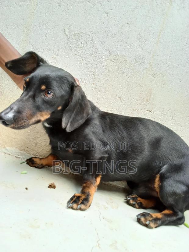 6-12 months Male Purebred Dachshund